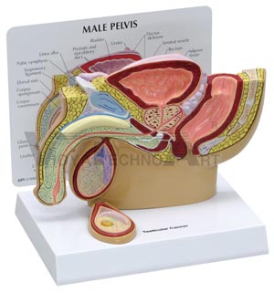 Male Pelvis with Testicle